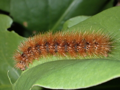 Canararctia rufescens