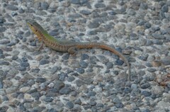 Podarcis filfolensis maltensis