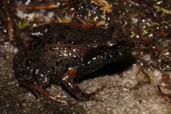 Arthroleptella lightfooti