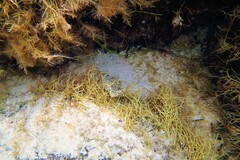 Lepidoblennius marmoratus