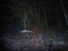 Dasypus novemcinctus