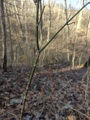 Euonymus