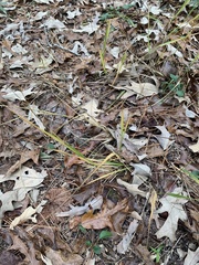 Chasmanthium sessiliflorum