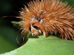 Canararctia rufescens