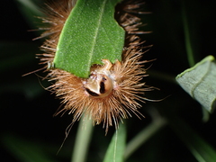 Canararctia rufescens