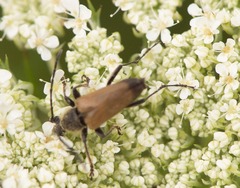 Trigonarthris