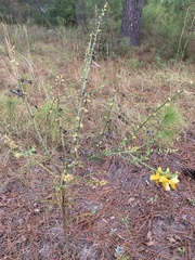 Crotalaria spectabilis