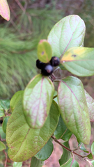 Hypericum androsaemum