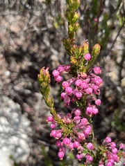 Erica gracilipes