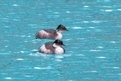 Podiceps occipitalis