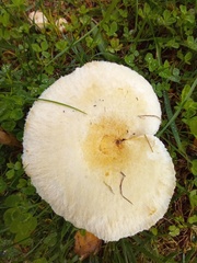 Lactarius