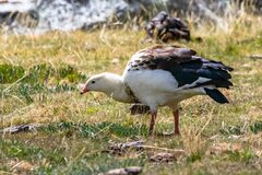 Oressochen melanopterus