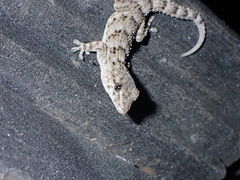 Tarentola delalandii