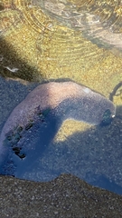 Athyonidium chilensis