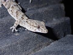 Tarentola delalandii
