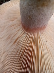 Lactarius