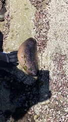 Athyonidium chilensis