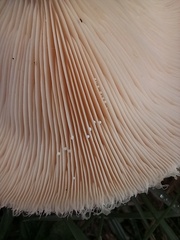 Lactarius