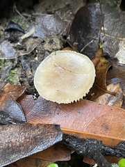 Rhodocybe
