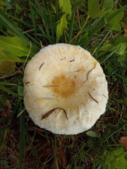 Lactarius