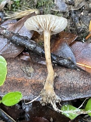 Rhodocybe