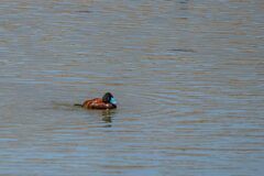 Oxyura ferruginea