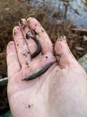 Umbra pygmaea