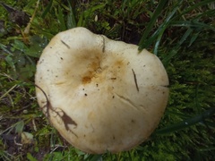 Lactarius