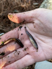 Umbra pygmaea
