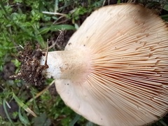 Lactarius