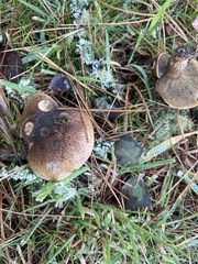 Suillus fuscotomentosus