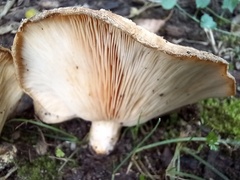 Lactarius