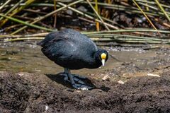 Fulica ardesiaca