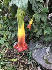 Brugmansia sanguinea