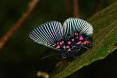 Lyropteryx apollonia