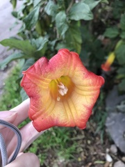 Brugmansia sanguinea