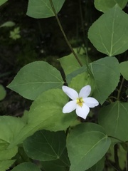 Viola canadensis