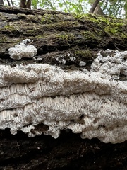 Radulomyces copelandii