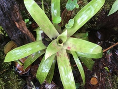Guzmania