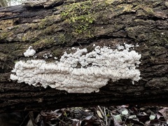 Radulomyces copelandii