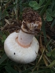Lactarius