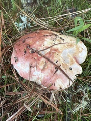 Russula rhodocephala