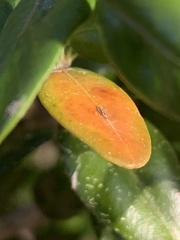 Monarthropalpus flavus