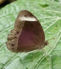 Mycalesis anaxias
