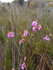 Erica pilulifera