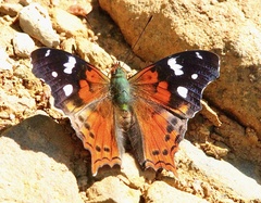 Hypanartia