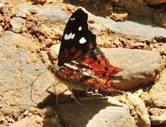 Hypanartia