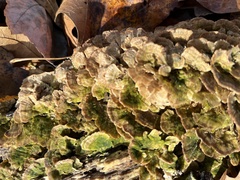Fomitopsidaceae