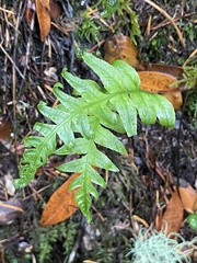 Polypodium