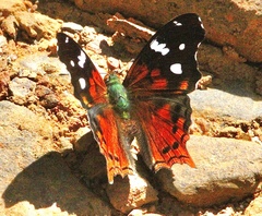 Hypanartia
